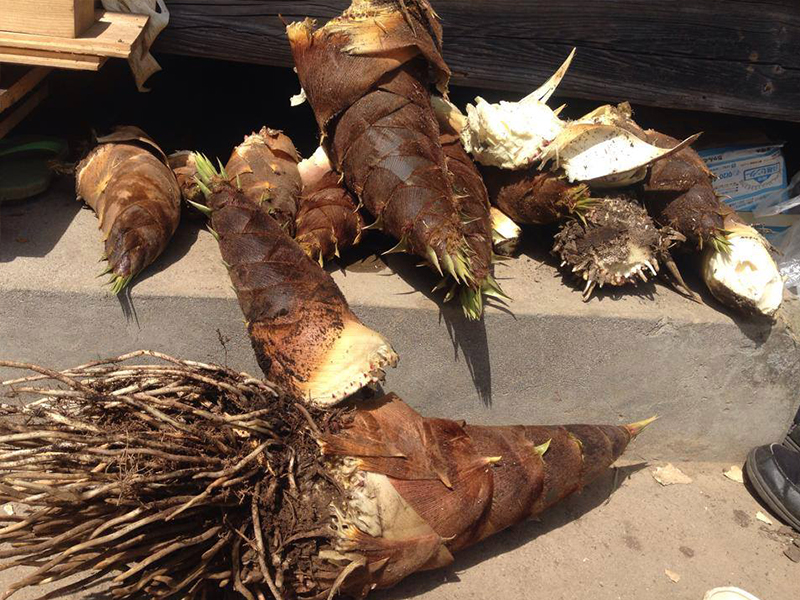 椿4月 裏庭で採れたたけのこ