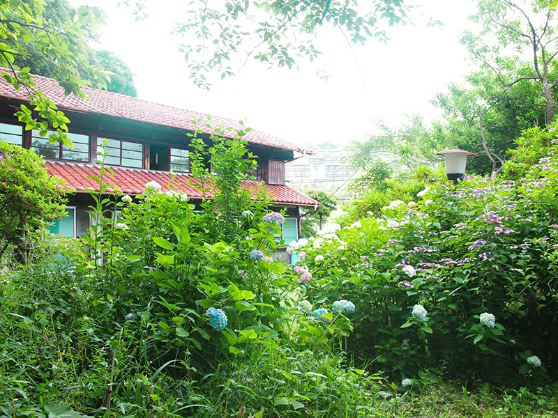 6月 紫陽花の咲くたけのこ庵
