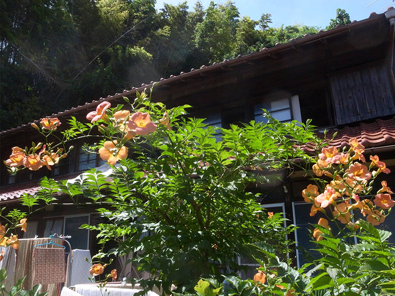 7月 庭で咲くうぜんかずらの木