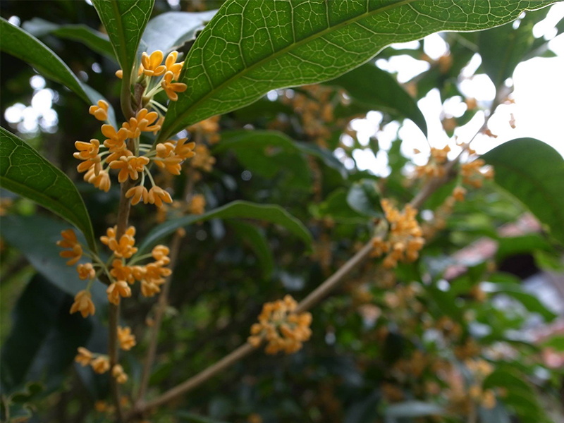 9月 庭で咲く金木犀
