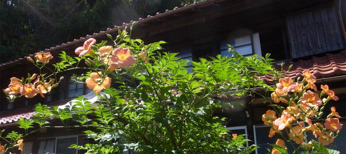 たけのこ庵　のうぜんかずらが咲く庭