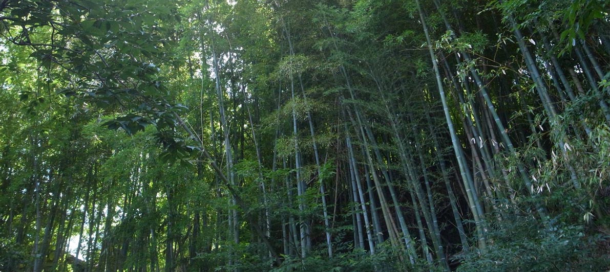 たけのこ庵　裏の竹林
