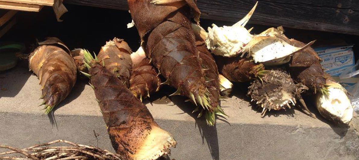 たけのこ庵　庭で採れたたけのこ